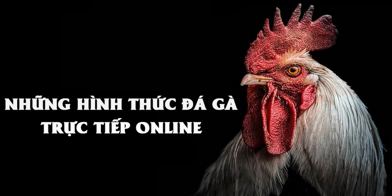 Các trận đá gà trực tiếp Thomo 24/7 kịch tính