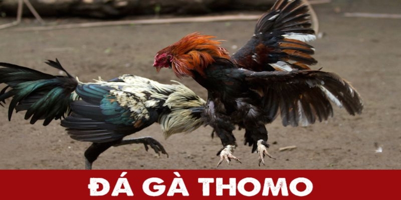 Giới thiệu đá gà trực tiếp Thomo