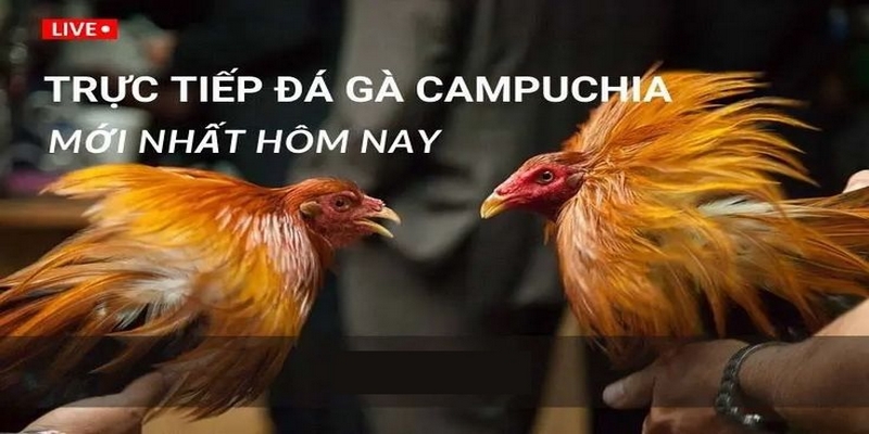 Đôi nét về cá cược đá gà Thomo